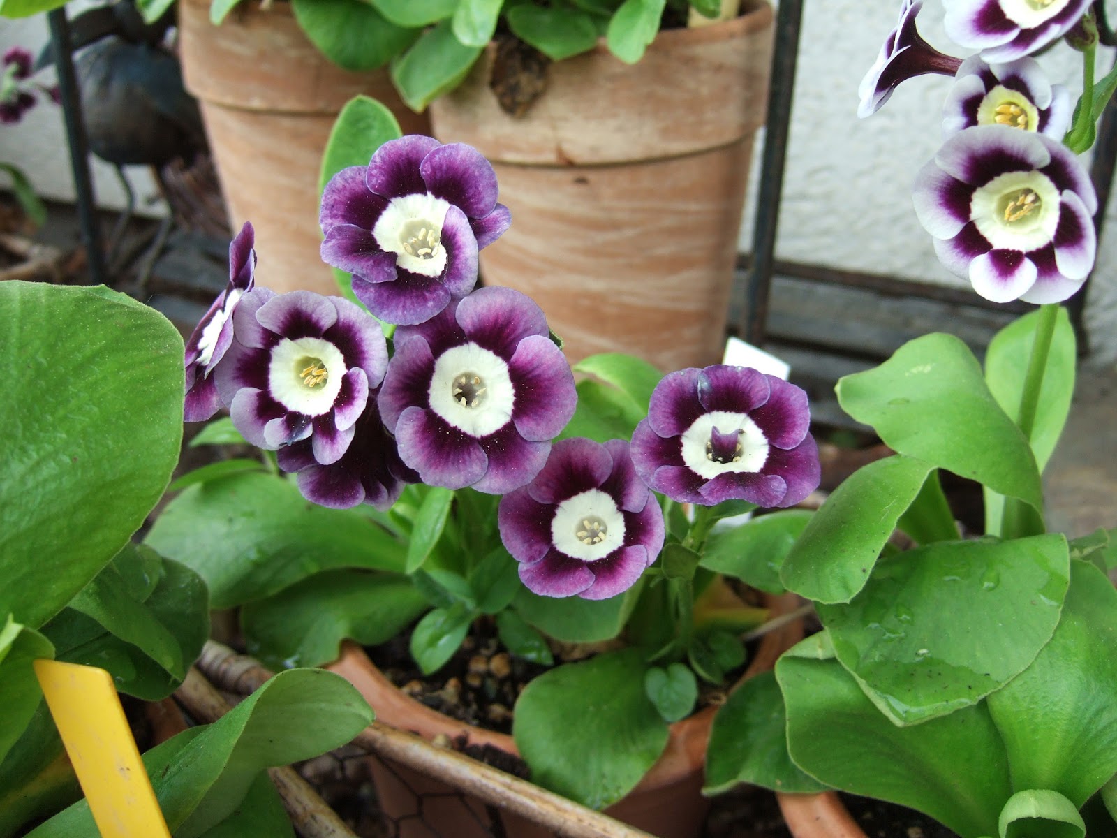 JURA - GARTEN: Aurikel Zeit